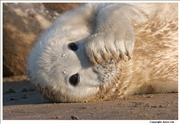 Grey Seal 3